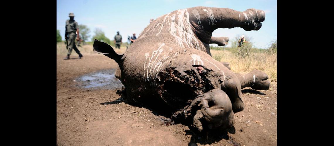  Los cuernos de los rinocerontes son vendidos a precio de oro (NA) 
