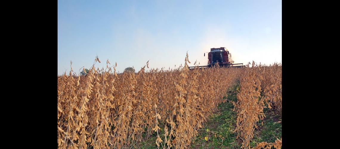  Los rendimientos de la soja son elevados para la presente campaña agrícola  (ARCHIVO LA OPINION)