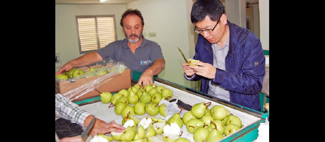  El primer despacho de peras a China se hizo desde el puerto rionegrino de San Antonio Este (NA)