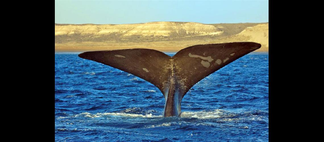  Cada año ms ballenas llegan a la Península Valdés donde se aparean y tienen sus crías (TODOVIAJESCOM)
