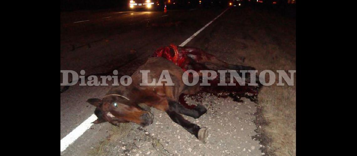 La presencia de caballos sueltos a la vera de las rutas es un serio problema de seguridad vial (ARCHIVO LA OPINION)