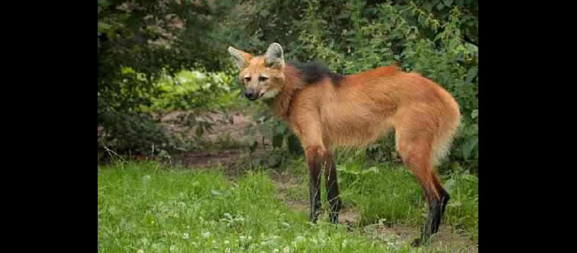  Los zorros aguar guazú que son animales solitarios estn en peligro de extinción (INTERNET)