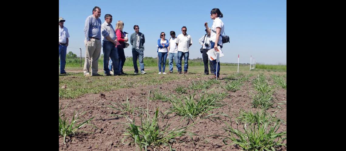  El 5th International Symposium of Forage Breeding pasó por el Inta Pergamino (INTA PERGAMINO)