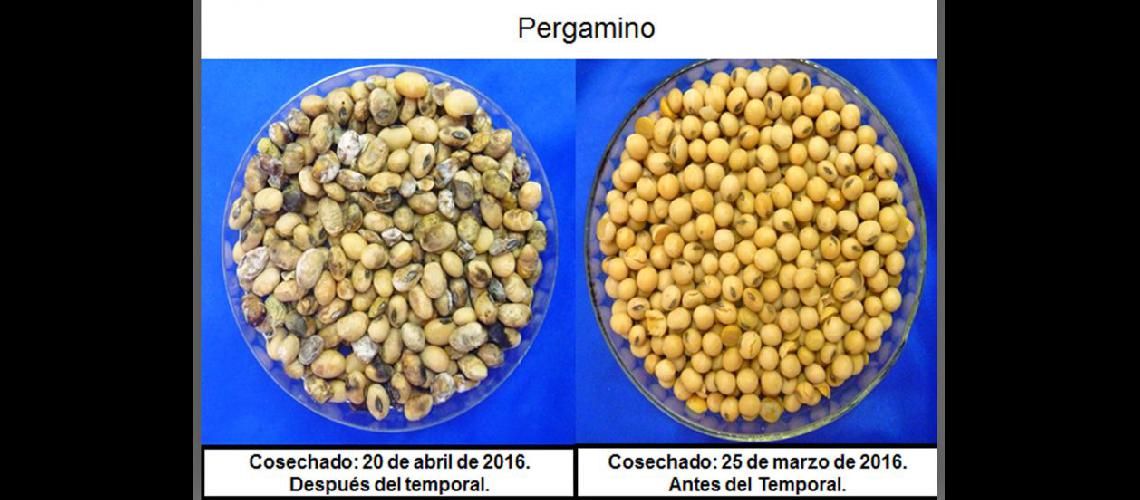  Contrastes entre antes y después de la contingencia para el grano (INTA PERGAMINO)