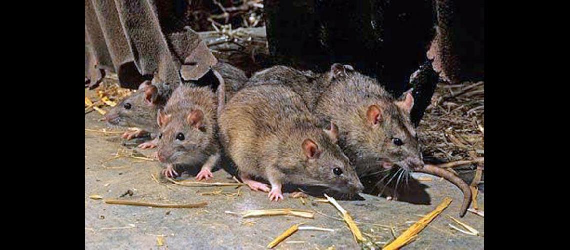 Evitar el contacto con roedores y mantener la higiene ambiental adecuada medidas de prevención (MINISTERIO DE SALUD)