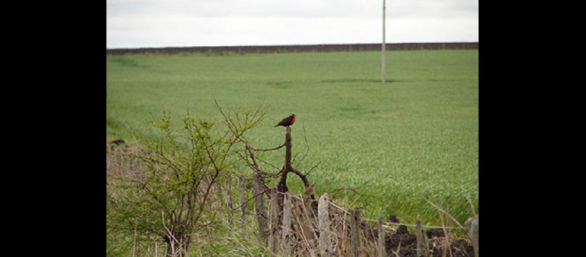  El objetivo general es evaluar el efecto de diferentes manejos agrícolas sobre aves  (REVISTA RIA)