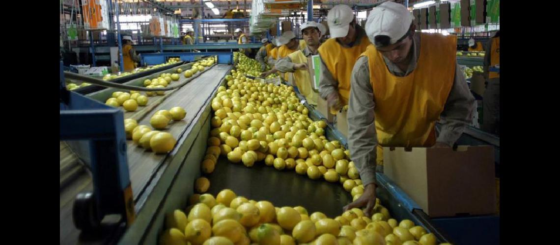  El limón argentino es reconocido mundialmente por su calidad (TNCOMAR)