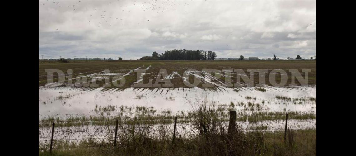  El exceso de lluvia retrasa la recolección de la soja en la región núcleo (ARCHIVO LA OPINION)