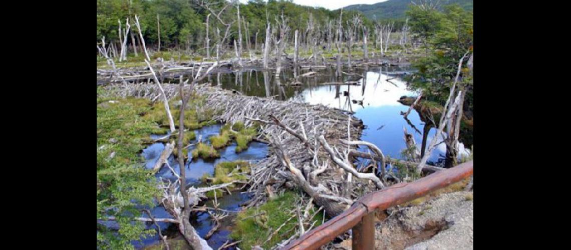  Los diques que construyen los castores modifican los cursos de los ríos e inundan bosques y turberas (INTERNET)