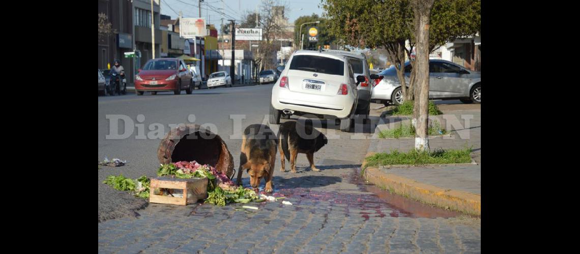  Algunos perros callejeros demuestran actitudes violentas hacia las personas (SAN JOSE AHORA)