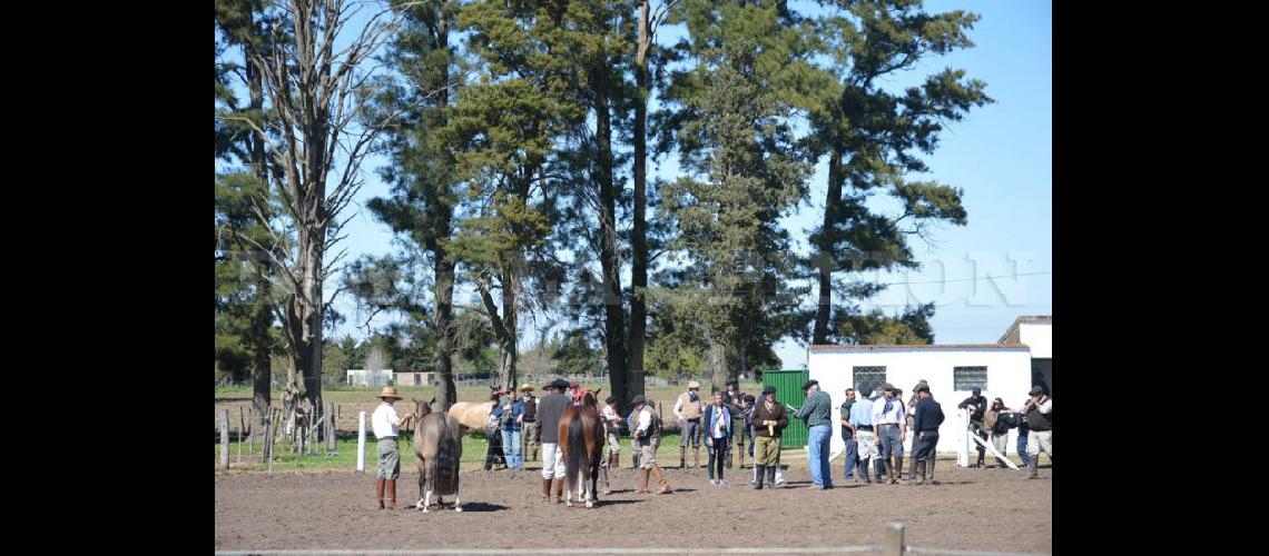  Los caballos criollos ya se ganaron su lugar en la Exposición Rural de Pergamino (LA OPINION)