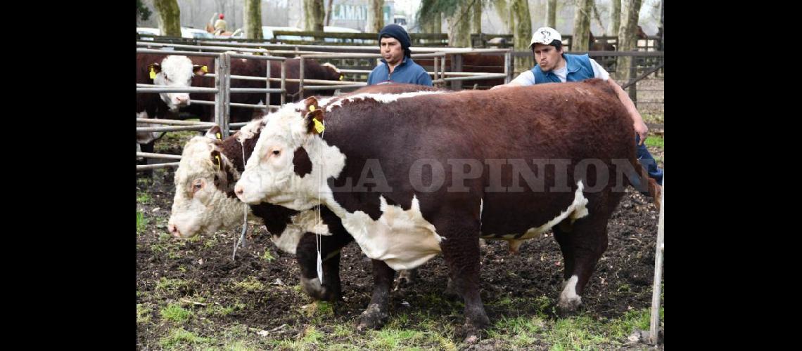  Los toros Polled Hereford de la Cabaña La Puna pagados ms de 100 mil pesos (LA OPINION)
