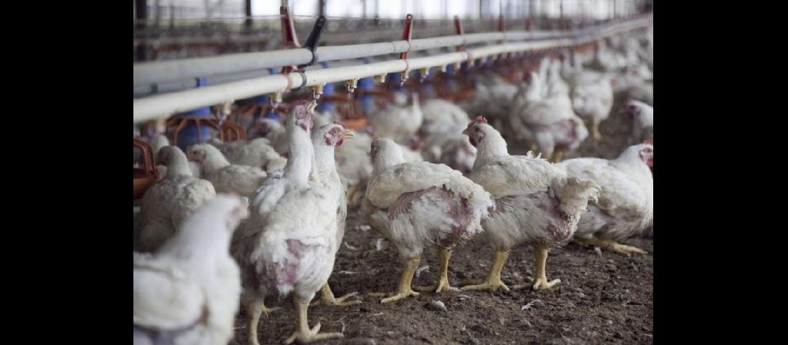  Una cmara de empresarios avícolas advirtió sobre la crítica situación que atraviesa el sector (NA)