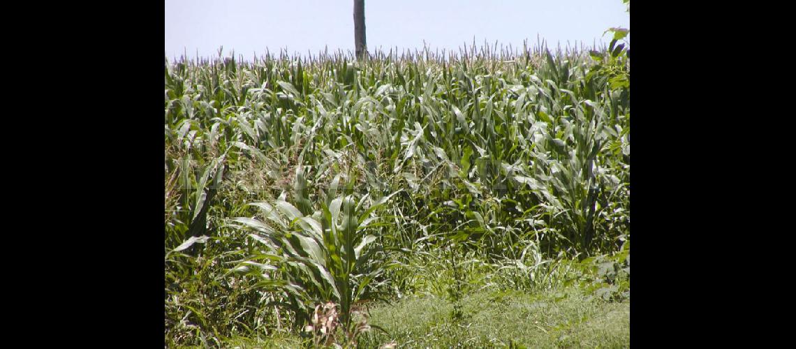  En algunas zonas de Pergamino ya hay lotes con maíces florecidos (ARCHIVO LA OPINION)