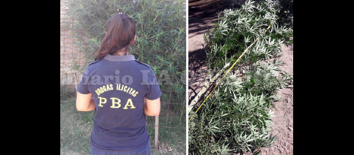  Personal policial encontró una importante plantación de marihuana (LA OPINION)