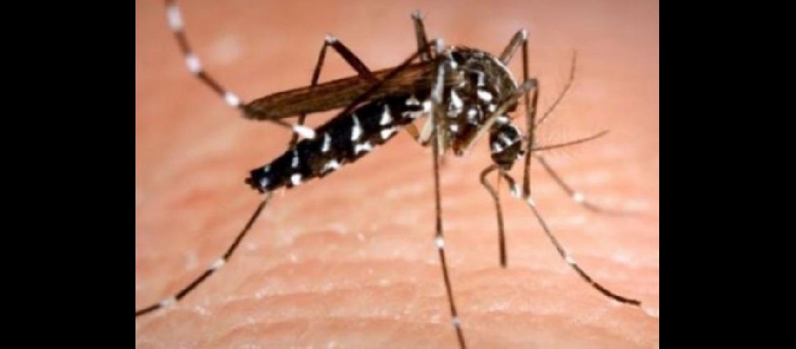  Mosquito Aedes aegypti (ARCHIVO LA OPINION)
