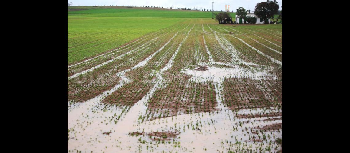  Los suelos recuperaron la humedad a partir de las lluvias que comenzaron el jueves de la semana pasada (ARCHIVO)