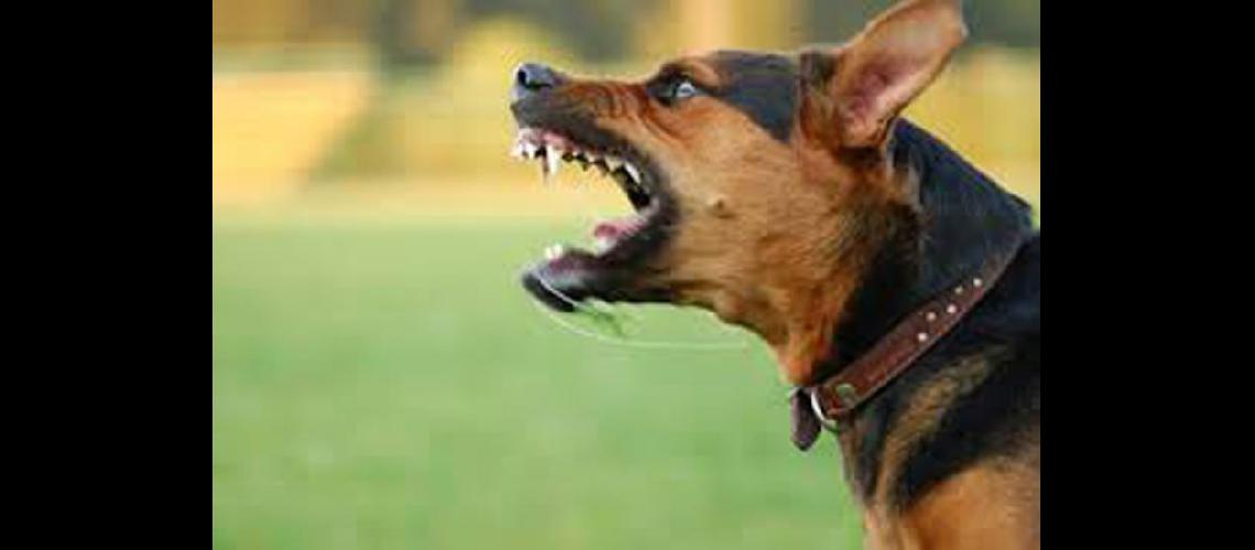  El objetivo es que cuanto antes se tenga esta normativa para trabajar con los perros que suelen ser peligrosos (ENBUENASMANOSCOM)