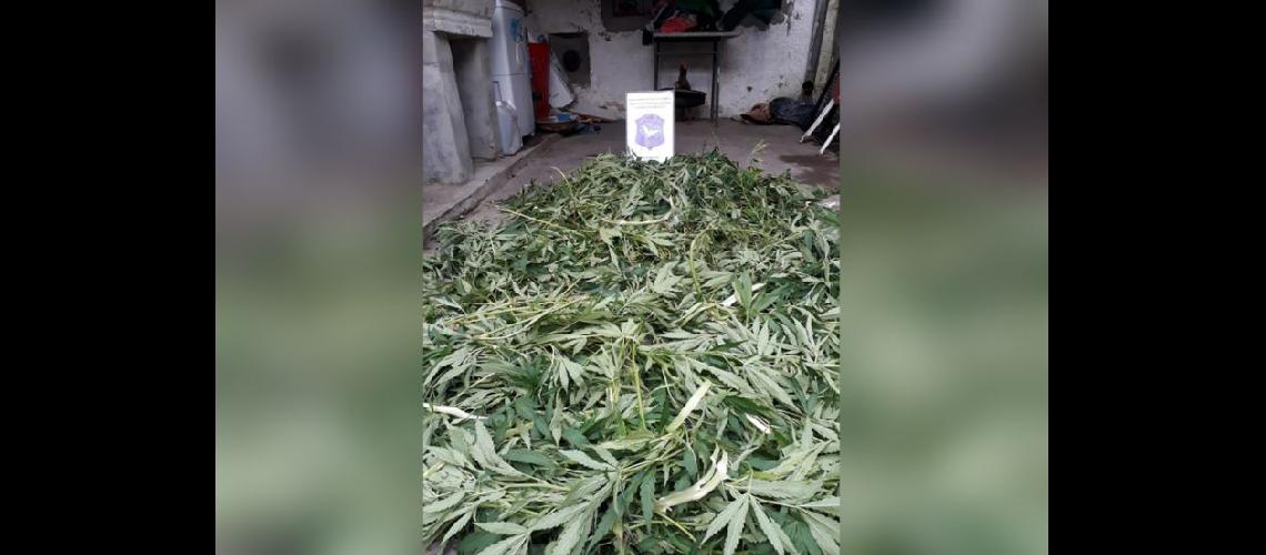  En una vivienda se secuestro ms de 6 kilogramos de hojas de marihuana (LA OPINION)