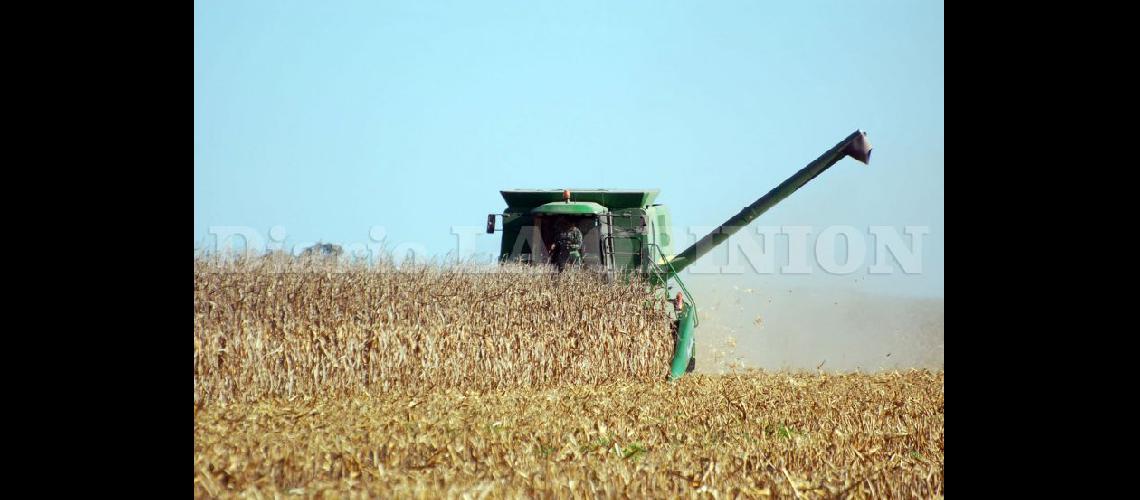  El próximo fin de semana arrancar la cosecha de maíz en la región con rindes estimados entre 85 a 90 qqha (LA OPINION)