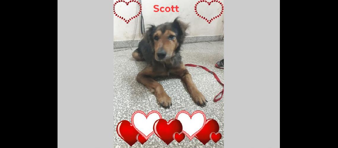  El caso de Scott fue una de atrocidades inexplicables que se pueden llevar a cabo con un animal indefenso (FERNANDA LAUZZO) 