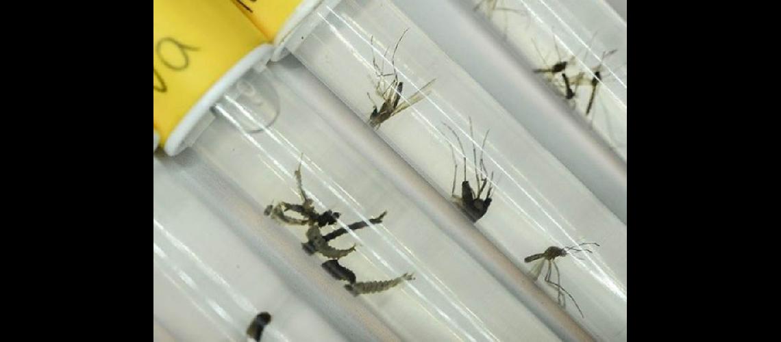  Si bien es fuera de la temporada central Saneamiento trabaja en la prevención del Dengue (LA OPINION)