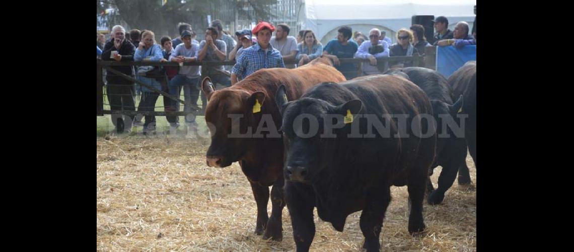  La muestra de ganadería es uno de los tantos atractivos de la Expo Rural de Pergamino (LA OPINION)