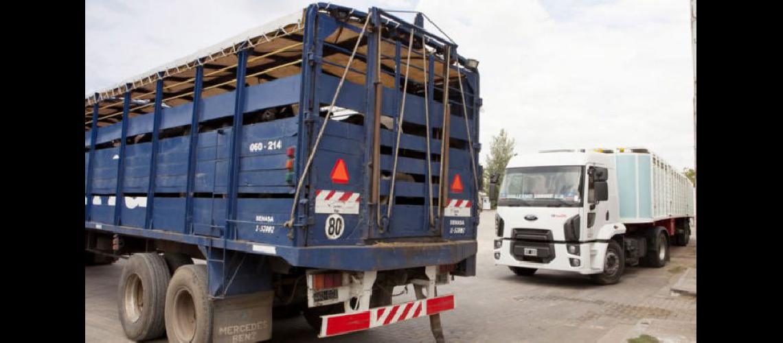   El transporte de ganado clave para el abastecimiento de los hogares argentinos (DIB)