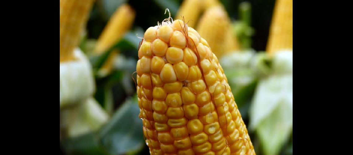  La incertidumbre para implantar maíz va en aumento y se refleja en las intenciones de siembra (LA OPINION)