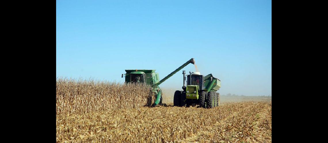  La cosecha maicera argentina rompió la barrera de 51 millones de toneladas (ARCHIVO LA OPINION)