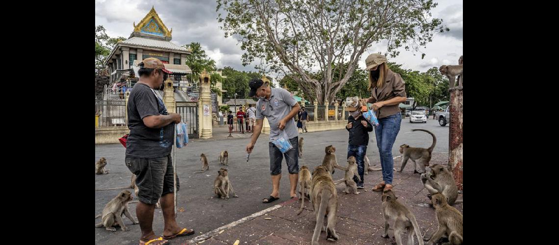  En Lopburi lo que comenzó siendo una atracción turística se convirtió en una pesadilla  (ADAM DEANTHE NEW YORK TIMES) 