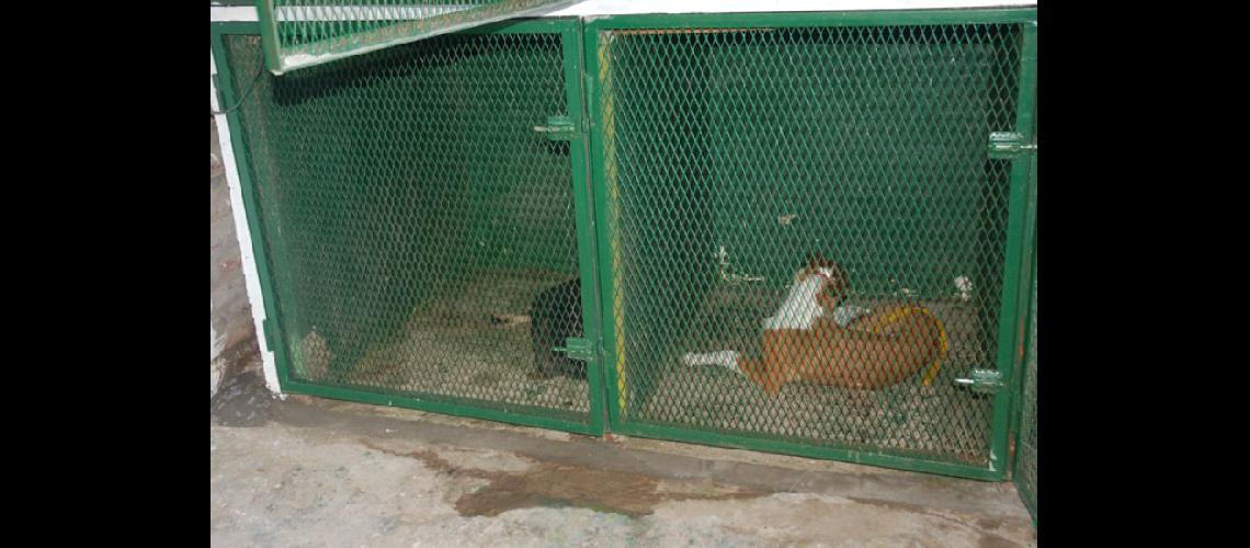  Luego de ser detectados los perros mordedores son llevados a los caniles para realizar  el seguimiento a través del rea municipal de Veterinaria (LA OPINION) 