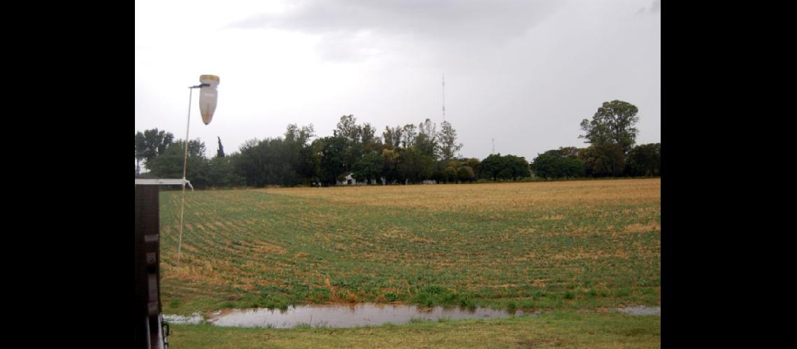  Habr que esperar el impacto de las lluvias del fin de semana en los cultivos (ARCHIVO LA OPINION)