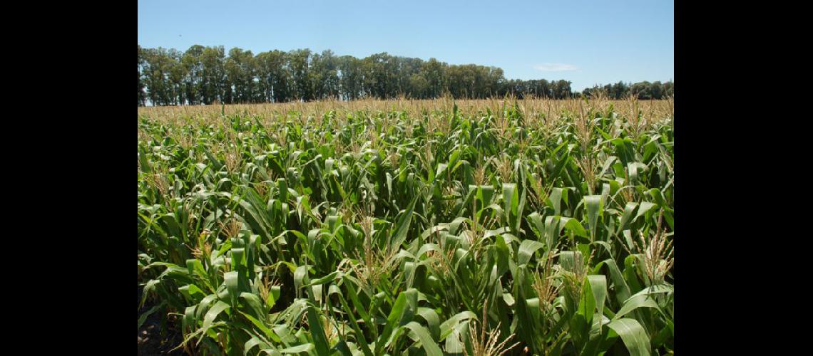  El sistema Vitala consiste en un nuevo maíz híbrido junto a mejores prcticas en agronomía (ARCHIVO LA OPINION)