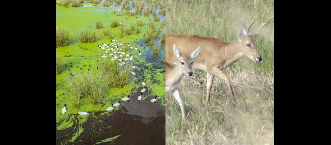  La belleza de Ciervo de los Pantanos en Campana y los venados Campos del Tuyú en General Lavalle (DIB) 