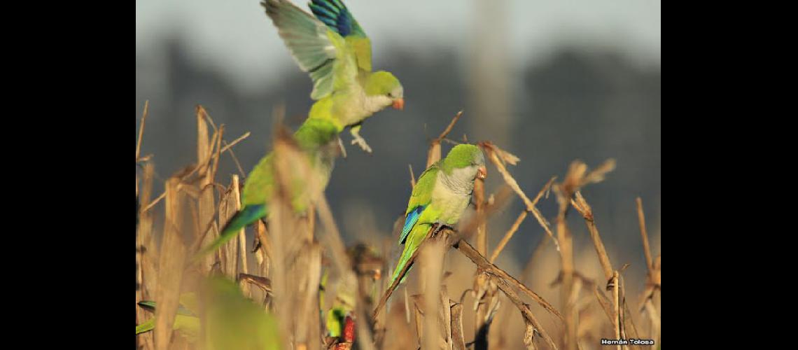  Aves cata común o cata verde conocidas como cotorritas (TELAM)