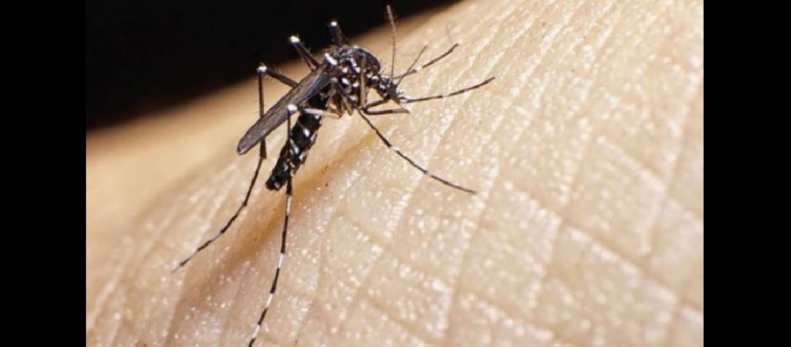  Luego de las lluvias buscan evitar la proliferación de los mosquitos transmisores del dengue (LA OPINION) 