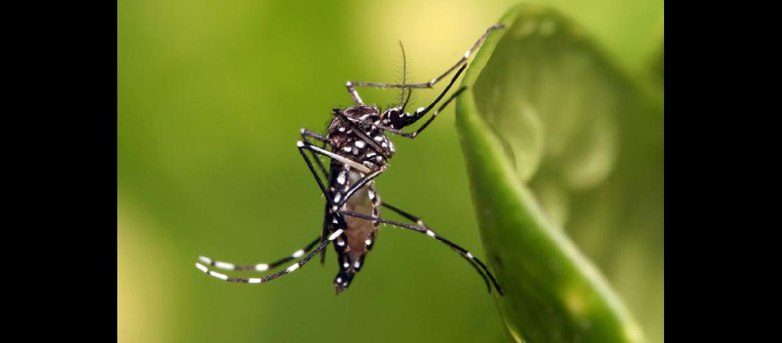  Las recientes lluvias provocaron mucha humedad y proliferación de mosquitos (LA OPINION) 