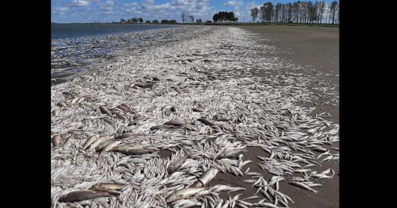 Miles de peces aparecieron muertos en las últimas horas en la Laguna de Gómez 