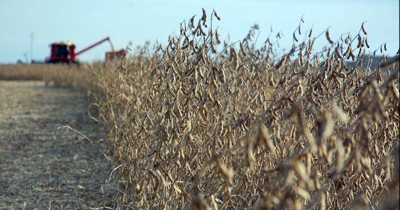 La cosecha de soja de primera promedia el 50-en-porciento- y los rendimientos en Pergamino continúan bajos 