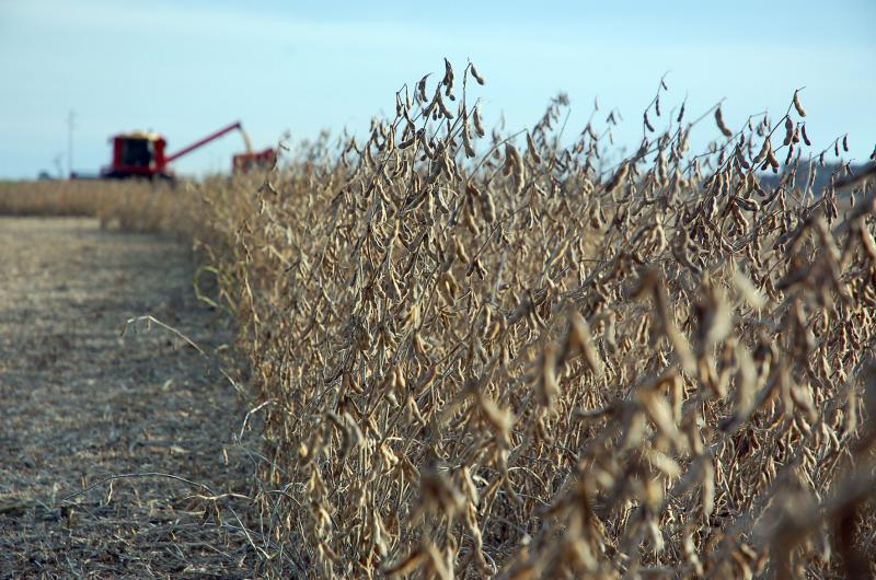 La cosecha de soja de primera promedia el 50-en-porciento- y los rendimientos en Pergamino continúan bajos 