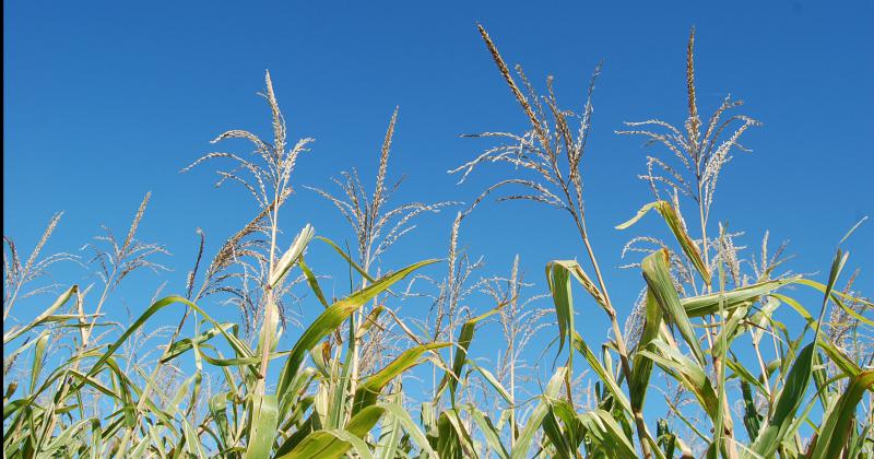 En este momento se nota una gran inversión del productor apostando al próximo maíz 