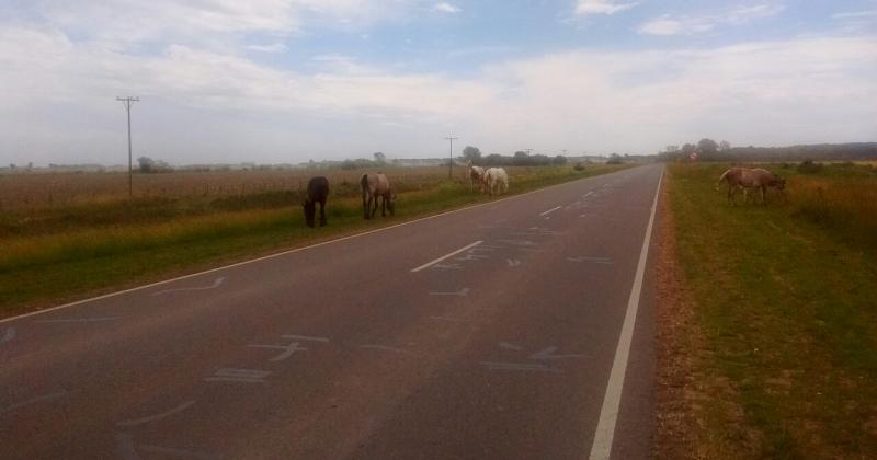 Animales sueltos- Municipio corredores viales y concejales reunidos por problema  