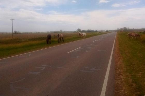 Animales sueltos- Municipio corredores viales y concejales reunidos por problema  