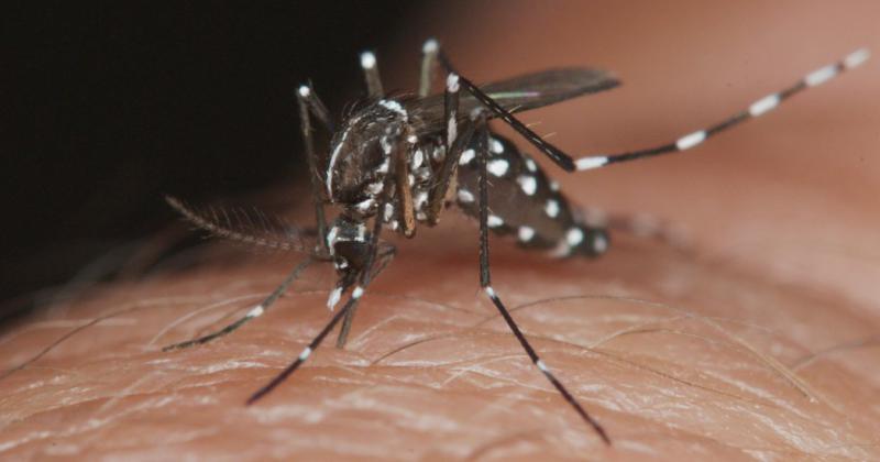 Instan a la población a cumplir con las recomendaciones para evitar la proliferación de mosquitos 