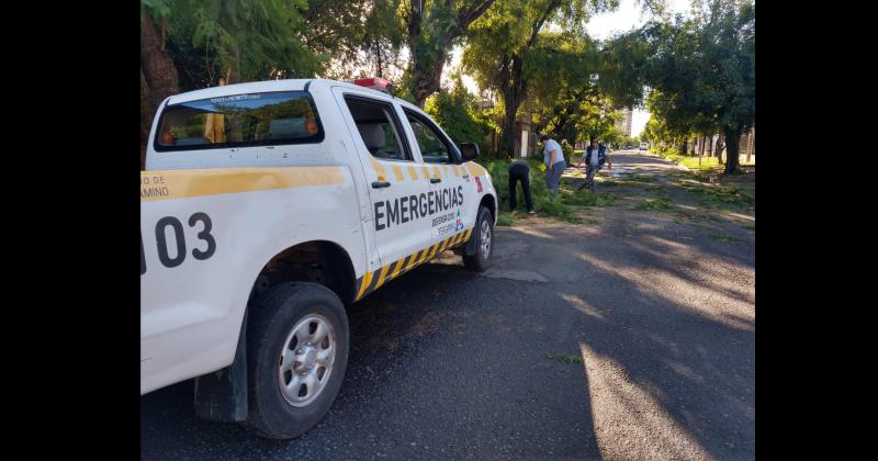 Las cuadrillas de Defensa Civil y de la Celp trabajaron en diferentes zonas de la ciudad