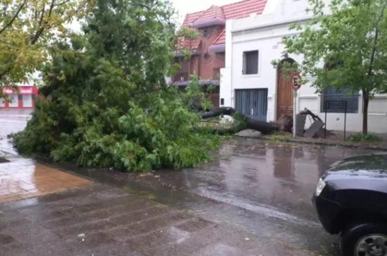 Un rbol cayó sobre un auto en Bahía Blanca