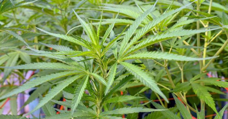 La causa se inició luego de que un ciudadano de Junín denunciara que le robaron las plantas de cannabis de su propiedad