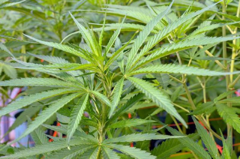 La causa se inició luego de que un ciudadano de Junín denunciara que le robaron las plantas de cannabis de su propiedad