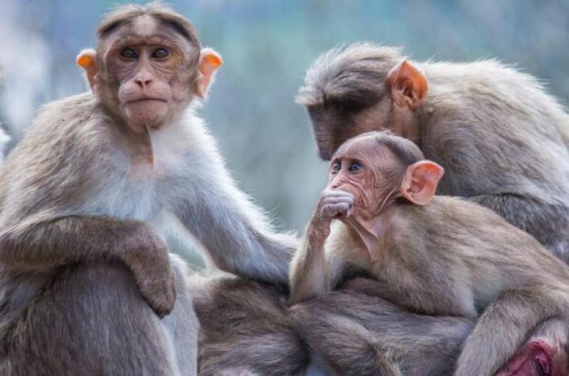 Estados Unidos y Europa detectaron decenas de casos sospechosos o confirmados de viruela del mono